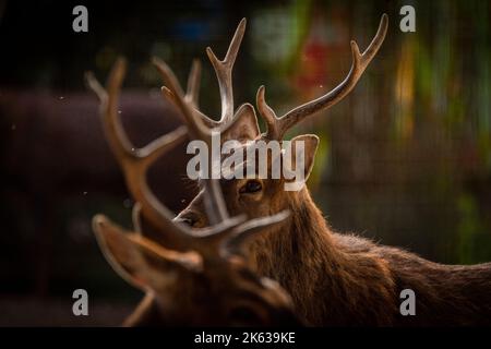 Viet nam cervo sika con grande corna nel bel pomeriggio caldo e soleggiato Foto Stock