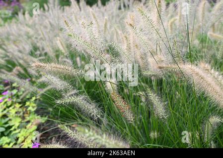 Belle erbe Pennisetum in un giardino autunnale. Foto Stock