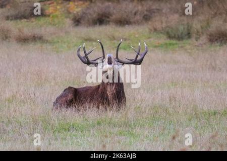 Duelmen, NRW, Germania. 11th Ott 2022. Un cervo rosso adulto (cervus elaphus) ruggisce per impressionare un piccolo gruppo vicino di cervi rossi e difendere il suo territorio contro altri maschi. Il solco autunnale dei cervi si è quasi concluso in gran parte della campagna di Muensterland, anche se le stag rimangono attive per tutto il mese di ottobre. Credit: Imageplotter/Alamy Live News Foto Stock