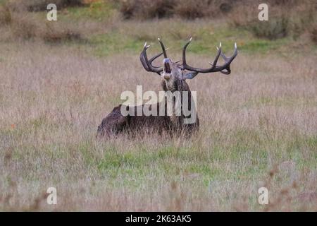 Duelmen, NRW, Germania. 11th Ott 2022. Un cervo rosso adulto (cervus elaphus) ruggisce per impressionare un piccolo gruppo vicino di cervi rossi e difendere il suo territorio contro altri maschi. Il solco autunnale dei cervi si è quasi concluso in gran parte della campagna di Muensterland, anche se le stag rimangono attive per tutto il mese di ottobre. Credit: Imageplotter/Alamy Live News Foto Stock