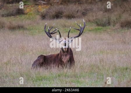 Duelmen, NRW, Germania. 11th Ott 2022. Un cervo rosso adulto (cervus elaphus) ruggisce per impressionare un piccolo gruppo vicino di cervi rossi e difendere il suo territorio contro altri maschi. Il solco autunnale dei cervi si è quasi concluso in gran parte della campagna di Muensterland, anche se le stag rimangono attive per tutto il mese di ottobre. Credit: Imageplotter/Alamy Live News Foto Stock