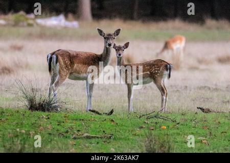 Duelmen, NRW, Germania. 11th Ott 2022. Una femmina di daino europeo (femmina del cervo) con il suo fawn si alza tranquillamente nella luce del tardo pomeriggio. Il solco autunnale dei cervi si è quasi concluso in gran parte della campagna di Muensterland, anche se le stag rimangono attive per tutto il mese di ottobre. Credit: Imageplotter/Alamy Live News Foto Stock