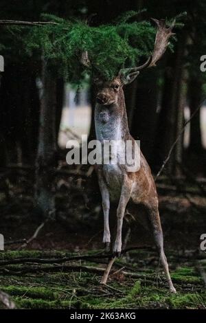 Duelmen, NRW, Germania. 11th Ott 2022. Un capriolo (dama dama) maschio (buck) prova la sua forza sul ramo di un albero. Il solco autunnale dei cervi si è quasi concluso in gran parte della campagna di Muensterland, anche se le stag rimangono attive per tutto il mese di ottobre. Credit: Imageplotter/Alamy Live News Foto Stock