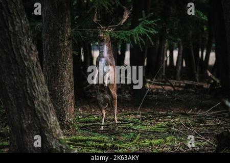 Duelmen, NRW, Germania. 11th Ott 2022. Un capriolo (dama dama) maschio (buck) prova la sua forza sul ramo di un albero. Il solco autunnale dei cervi si è quasi concluso in gran parte della campagna di Muensterland, anche se le stag rimangono attive per tutto il mese di ottobre. Credit: Imageplotter/Alamy Live News Foto Stock