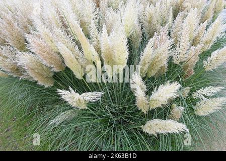 Belle erbe di Cortaderia in un giardino autunnale. Foto Stock