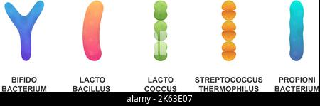 Probiotici. Probiotici microscopici. Batteriologia. Bifidobacterium, lactobacillus, lactococcus, streptococcus thermophilus, propionibacterium. Illustrazione Vettoriale
