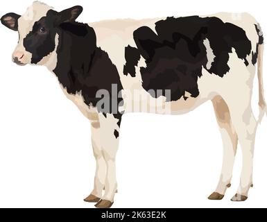 Rappresentazione realistica del vettore della mucca su sfondo bianco Illustrazione Vettoriale