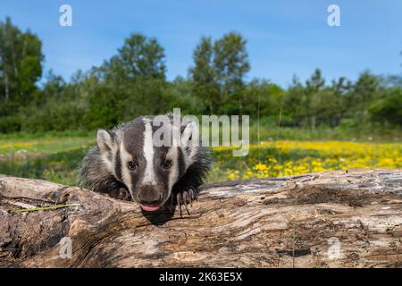 North American Badger (Taxidea taxus) Cub si appoggia sopra Log che si stacca la lingua Estate - animale prigioniero Foto Stock