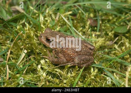 Dettaglio del primo piano su un piccolo rospo comune europeo , Bufo bufo seduto nell'erba verde Foto Stock