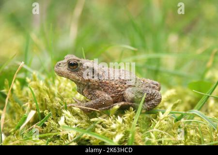 Dettaglio del primo piano su un piccolo rospo comune europeo , Bufo bufo seduto nell'erba verde Foto Stock