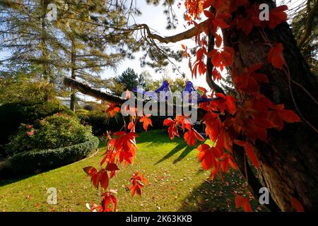 Autunno in giardino Foto Stock