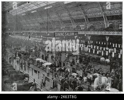 Interno dello Smithfield Club's Annual Show presso l'Agricultural Hall Islington, Londra. Fotografia che mostra una volta completato il giudizio e vinto il premio. Foto Stock