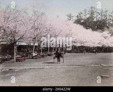 Risciò e fiori di ciliegia nel Parco Ueno, Tokyo. Vintage 19th ° secolo fotografia. Foto Stock