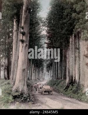 c.1880's Giappone - cavallo e cart attraverso pineta strada fiancheggiata Nikko Foto Stock