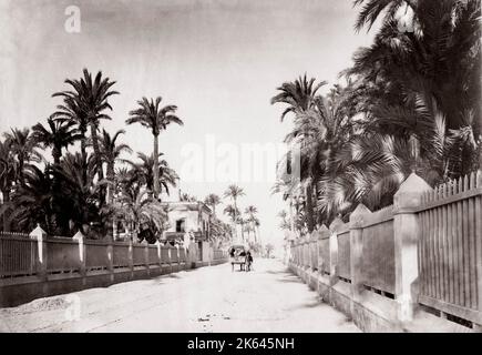 C.1880's PHOTO SPAGNA AVENUE ELCHE ALICANTE Foto Stock