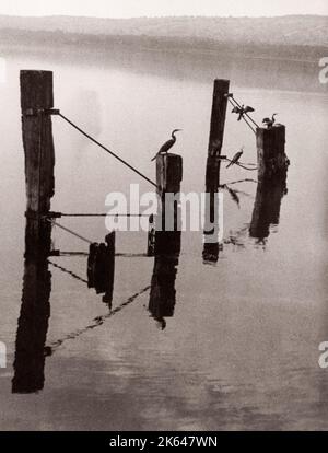 1940s Africa orientale - Uganda - cormorani sul Lago Vittoria all'alba fotografia di un ufficiale di reclutamento dell'esercito britannico di stanza in Africa orientale e in Medio Oriente durante la seconda guerra mondiale Foto Stock