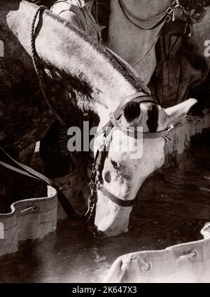 1943 Siria - reggimento dell'esercito TJFF della Trans-Jordan o della Trans-Jordanian Frontier Force Fotografia di un ufficiale di reclutamento dell'esercito britannico di stanza in Africa orientale e in Medio Oriente durante la seconda guerra mondiale Foto Stock