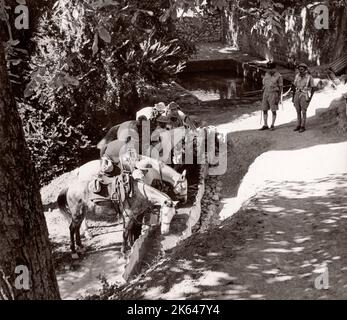 1943 Siria - reggimento dell'esercito TJFF della Trans-Jordan o della Trans-Jordanian Frontier Force Fotografia di un ufficiale di reclutamento dell'esercito britannico di stanza in Africa orientale e in Medio Oriente durante la seconda guerra mondiale Foto Stock