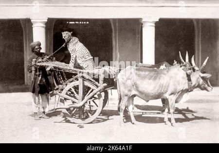 Tame cheetah sul carrello di giovenco con il gestore, India, c.1860's Foto Stock