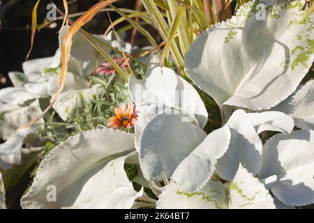 Primo piano di Senecio Candidans pianta 'Angel Wings' che cresce in un vaso da giardino tra erba nuda e piante fiorite. Foto Stock