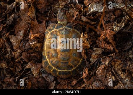 Un angolo alto di una tartaruga (Testudinidae) in piedi su foglie secche autunnali Foto Stock