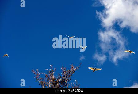Un piccolo gruppo di piccole Corellas (Cacatua sanguinea) in volo a Sydney; nuovo Galles del Sud; Australia (Foto di Tara Chand Malhotra) Foto Stock