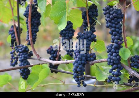 Grappoli maturi pronti per la vendemmia. Concetto di vinificazione. Foto Stock
