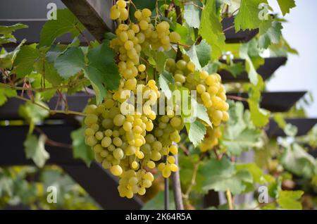 Grappoli di uve bianche da tavola su pergola. Concetto di giardinaggio organico. Foto Stock