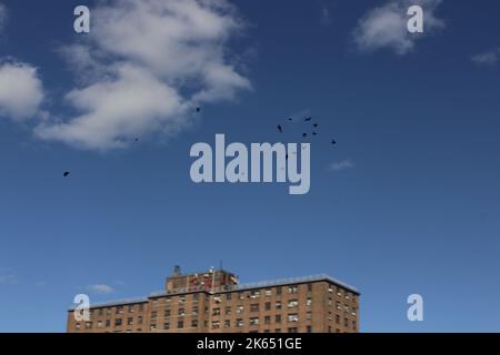 Brooklyn, New York, Stati Uniti. 8th Ott 2022. Uccelli nel cielo blu. (Credit Image: © John Marshall Mantel/ZUMA Press Wire) Foto Stock