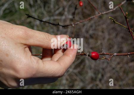 Donna che raccoglie frutta di rosa anca. Primo piano della raccolta a mano femminile di bacche rosa canina. Foto Stock