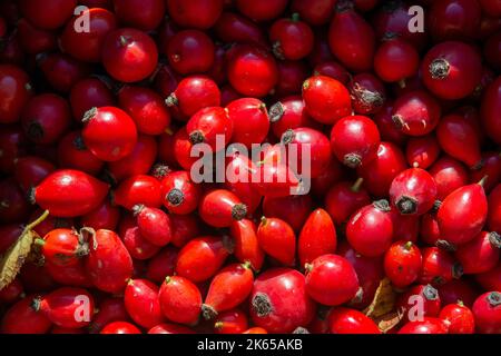 Fianchi di rosa appena raccolti. Bacche rosse di rosa canina (Rosa canina). Foto Stock