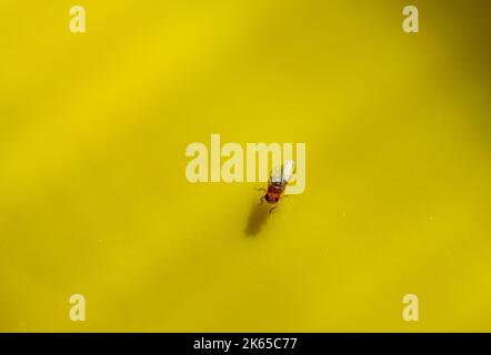 Trappola di carta moschicida Foto stock - Alamy