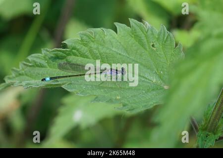 Dettaglio primo piano su una damselfly dalla coda blu, Ischnura elegans seduti su una foglia verde Foto Stock