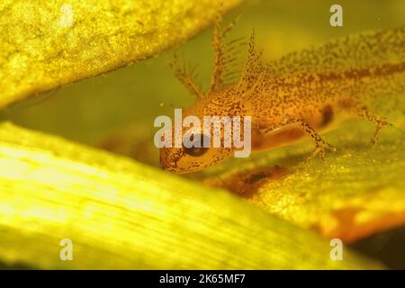 Dettaglio di una larva acquatica del novelletto europeo dei Carpazi, Lissotriton montandoni Foto Stock