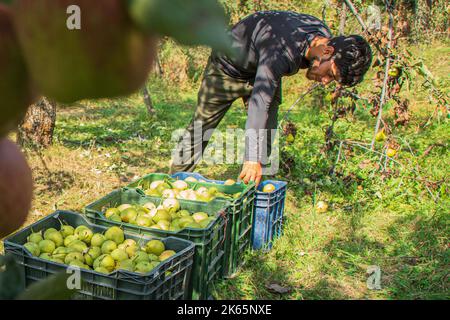 Srinagar, India. 29th Set, 2022. Un contadino di Kashmiri organizza casse di pere in un frutteto durante la stagione di raccolta a Budgam, a sud-ovest di Srinagar. L'autunno segna il periodo della raccolta tradizionale in Kashmir. (Foto di Faisal Bashir/SOPA Images/Sipa USA) Credit: Sipa USA/Alamy Live News Foto Stock