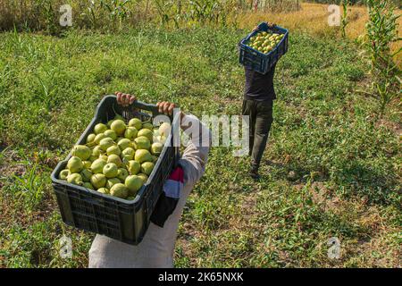 Srinagar, India. 29th Set, 2022. I contadini di Kashmiri hanno visto portare le casse di pera sulle loro spalle durante la stagione del raccolto a Budgam, a sud-ovest di Srinagar. L'autunno segna il periodo della raccolta tradizionale in Kashmir. (Foto di Faisal Bashir/SOPA Images/Sipa USA) Credit: Sipa USA/Alamy Live News Foto Stock