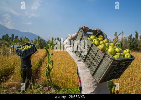 Srinagar, India. 29th Set, 2022. I contadini di Kashmiri hanno visto portare le casse di pera sulle loro spalle durante la stagione del raccolto a Budgam, a sud-ovest di Srinagar. L'autunno segna il periodo della raccolta tradizionale in Kashmir. (Foto di Faisal Bashir/SOPA Images/Sipa USA) Credit: Sipa USA/Alamy Live News Foto Stock