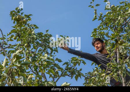 Srinagar, India. 29th Set, 2022. Un contadino di Kashmiri ha visto raccogliere le pere da un albero in un frutteto durante la stagione del raccolto a Budgam, a sud-ovest di Srinagar. L'autunno segna il periodo della raccolta tradizionale in Kashmir. (Foto di Faisal Bashir/SOPA Images/Sipa USA) Credit: Sipa USA/Alamy Live News Foto Stock