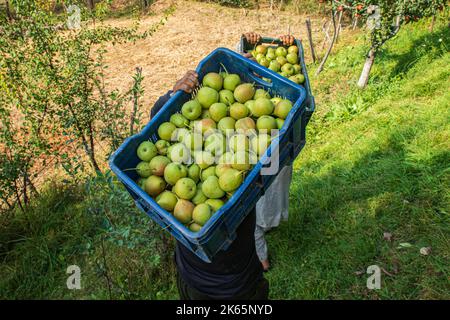 Srinagar, India. 29th Set, 2022. I contadini di Kashmiri hanno visto portare le casse di pera sulle loro spalle durante la stagione del raccolto a Budgam, a sud-ovest di Srinagar. L'autunno segna il periodo della raccolta tradizionale in Kashmir. (Foto di Faisal Bashir/SOPA Images/Sipa USA) Credit: Sipa USA/Alamy Live News Foto Stock