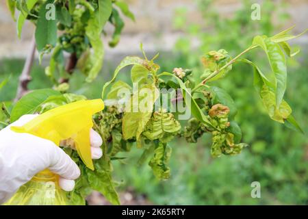 Le foglie di pesca sono influenzate da foglie di pesca ricci di fungo. Spruzzando il giardino da malattie e parassiti. Foto Stock