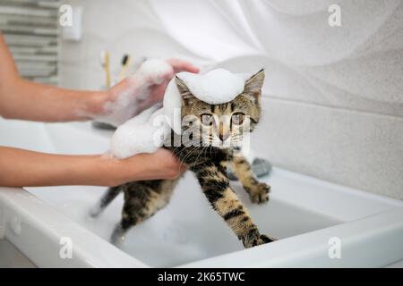 Una donna bagna un gatto nel lavandino. Foto Stock