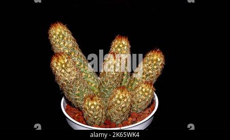 Cactus Mammilaria elongata isolato su sfondo nero. Cactus dito in vaso con spine rosse Foto Stock