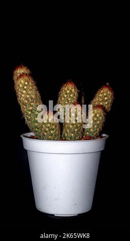 Cactus Mammilaria elongata isolato su sfondo nero. Cactus dito in vaso con spine rosse Foto Stock