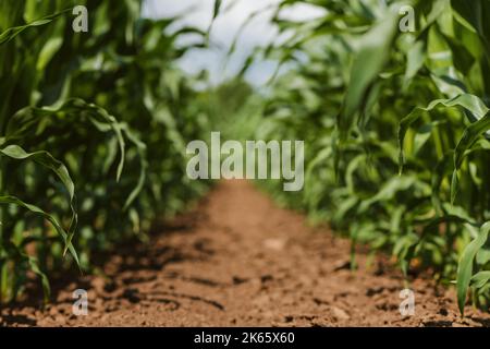 Piante giovani di mais verde piantagione coltivata in un campo coltivato perfettamente pulito piantagione agricola senza erbacce, vista ad angolo basso fuoco selettivo Foto Stock