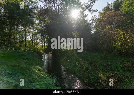 Un piccolo torrente si snoda attraverso uno stand di alberi nel tardo pomeriggio estivo con il sole che splende tra i rami Foto Stock