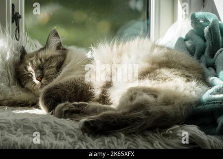 Gatto bianco che dorme al sole sulla sporgenza di una vecchia finestra Foto Stock