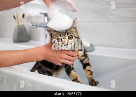 Una donna bagna un gatto nel lavandino. Foto Stock