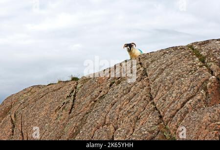 Una pecora scozzese dalla faccia nera che guarda su un affioramento di granito vicino a Fiannphort sull'Isola di Mull, Scozia. Foto Stock