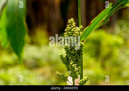 Primo piano di Sorghum bicolore, soluzione di energia rinnovabile. Messa a fuoco selezionata Foto Stock