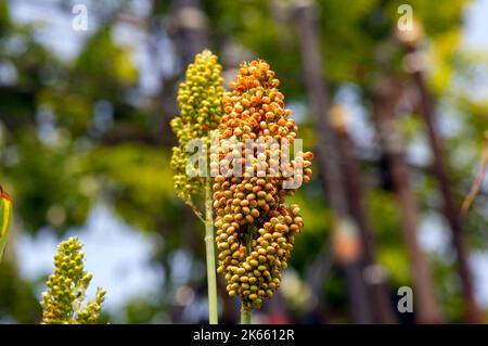 Primo piano di Sorghum bicolore, soluzione di energia rinnovabile. Messa a fuoco selezionata Foto Stock